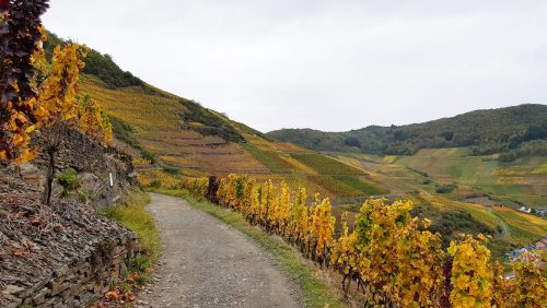 Rotweinwanderweg Ahrtal