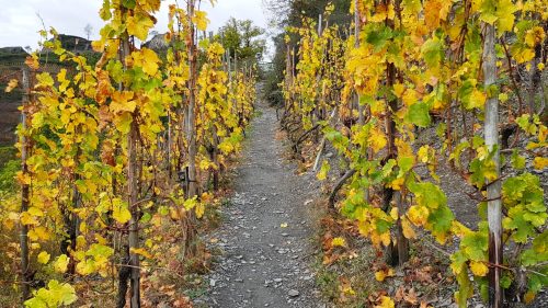 Rotweinwanderweg Ahrtal