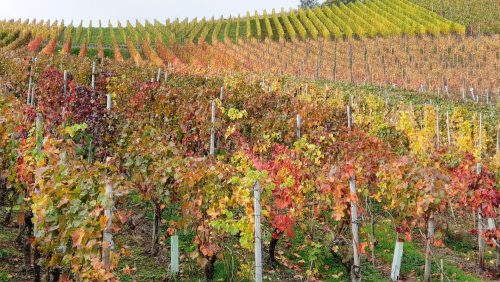 Rotweinwanderweg Ahrtal